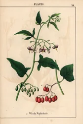 Bittersüßer Nachtschatten mit violetten Blüten und roten Beeren, aus „The Instructive Picturebook, or Lessons from the Vegetable World“, [Charlotte Mary Yonge], Edinburgh