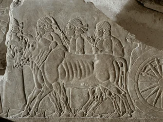 Assyrische Soldaten mit Ochsenkarren führen elamitische Kriegsgefangene nach der Schlacht von Til Tuba ins Exil