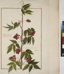 Ganzseitig: Pflanzenstudie, ca. 1650-75