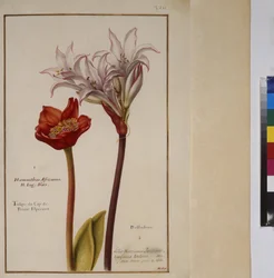 Ganzseitig: Pflanzenstudie für die Art Haemanthus aus der Familie der Amaryllidaceae, um 1650-75