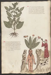 Ganzseitig: Text und Miniaturen: "Mercurela"