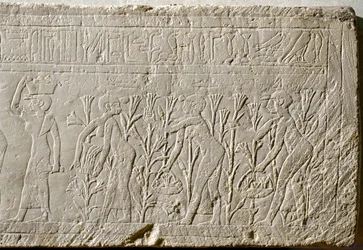 Die Herstellung von Lilienparfüm