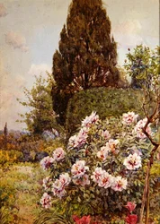 Pfingstrosen, Coddington, nahe Ledbury
