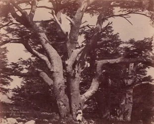 Mt. Liban. Stamm einer der Zedern Salomons, 1850-53