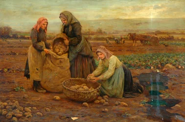 Die Kartoffelsammler
