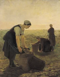 Die Kartoffelernte