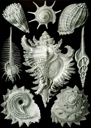 Beispiele von Prosranchia - Muscheln von verschiedenen Prosobranch-Gastropoden, aus 