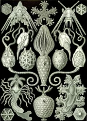 Illustration von Amphoridea aus "Kunstformen der Natur" 1904