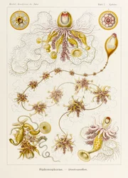 Tafel 7 Epibulia Siphonophorae aus 