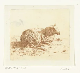 Liegendes Schaf
