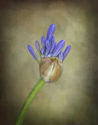 Lila Agapanthus Knospe