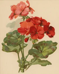 Geranie (Chromolitho)