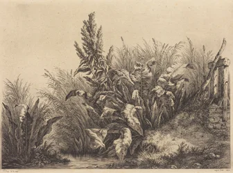 Wasserampfer