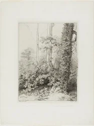 Brombeere und Efeu