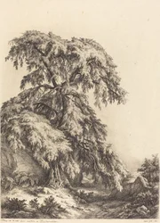 Wacholderbaum, 1840