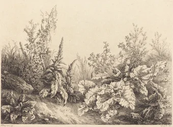 Studie einer Klette, 1840