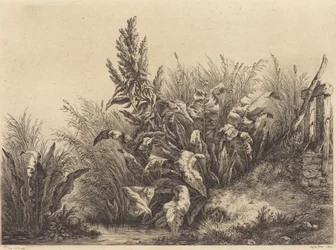 Wasserdocke, 1840
