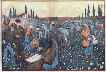 Die Baumwollernte in der Nähe von Orleanville im Chelif-Tal, Algerien. Illustration von Damblans. In „Le Pelerin“ vom 23. Februar