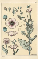 Botanische Illustration des Mohns, mit Blütenteilen, Opiumkapsel