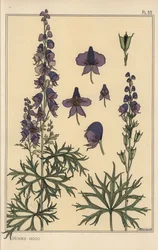 Eisenhut botanische Studie