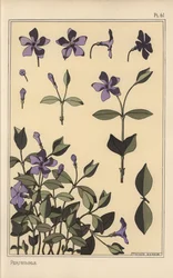 Immergrün botanische Studie