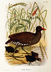 Illustration aus Eugenio Bettonis "Naturgeschichte der Vögel, die in der Lombardei nisten" darstellend Teichhuhn (Gallinula chloropus)
