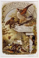 Frontispiz aus Naturgeschichte der Vögel, die in der Lombardei nisten