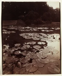 Nymphéa, 1922-1923