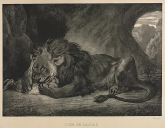 Löwe des Atlasgebirges