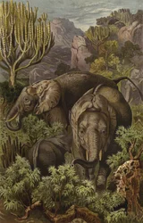 Afrikanischer Elefant