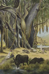 Tiere und Pflanzen von Indien