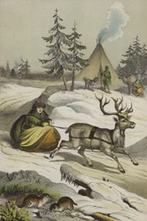 Tiere und Pflanzen Lapplands