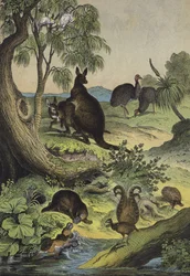 Tiere und Pflanzen des australischen Binnenlands