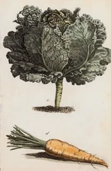 Kohl und Karotte