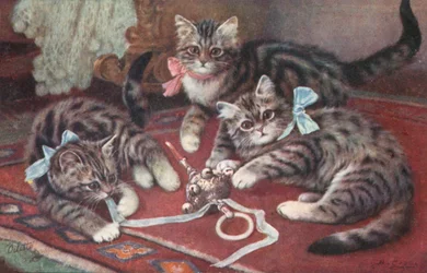 Katzenpostkarte