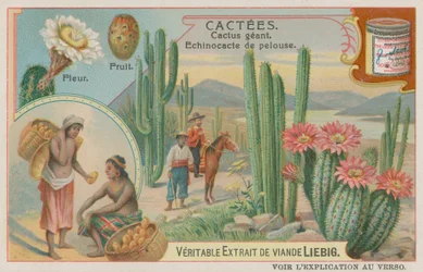 Riesenkaktus mit Blumen und Früchten