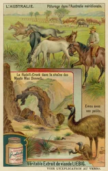 Pferde auf der Weide, Ridells Creek in den MacDonnell-Bergen und ein Emu mit seinen Jungen