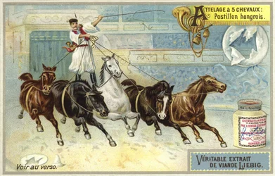 Ungarischer Postillion