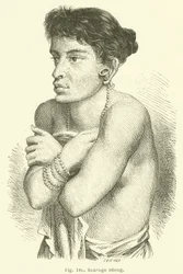 Wilder Stieng (Stich)