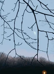 Äste, Morgendämmerung, Prospect Park