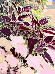 Fensterkasten mit Coleus und Korallenglocken