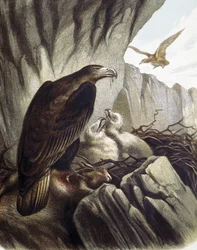 Adler mit ihren Jungen. Gravur nach einer Zeichnung von F. Padro.