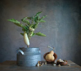 Stillleben mit weißer Aubergine