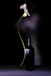 Elegantes Calla-Lilien Stillleben