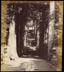 [Zu einem Tempel in Hakone führende Baumallee]