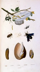Botanische und zoologische Illustration von F. E. Guerin. Aus Dictionnaire pittoresque d