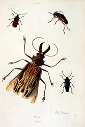 Botanische und zoologische Illustration von F. E. Guerin. Aus Dictionnaire pittoresque d
