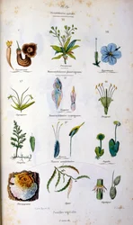 Botanische und zoologische Illustration von F. E. Guerin. Aus Dictionnaire pittoresque d