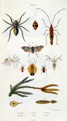 Botanische und zoologische Illustration von F. E. Guerin. Aus Dictionnaire pittoresque d