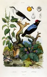 Botanische und zoologische Illustration von F. E. Guerin. Aus Dictionnaire pittoresque d